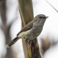 Grey Warbler